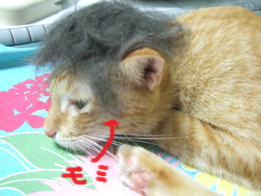 猫かつら3 230907.jpg