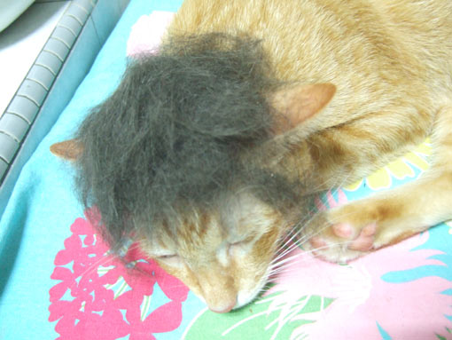 猫かつら2 230907.jpg
