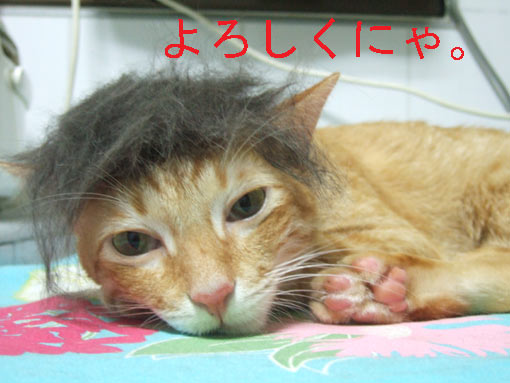 猫かつら4 230907.jpg