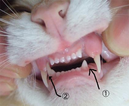 猫の歯生え変わりプチ研究レポート: バトウ君